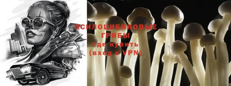 цена   Ревда  даркнет клад  Псилоцибиновые грибы Psilocybe 